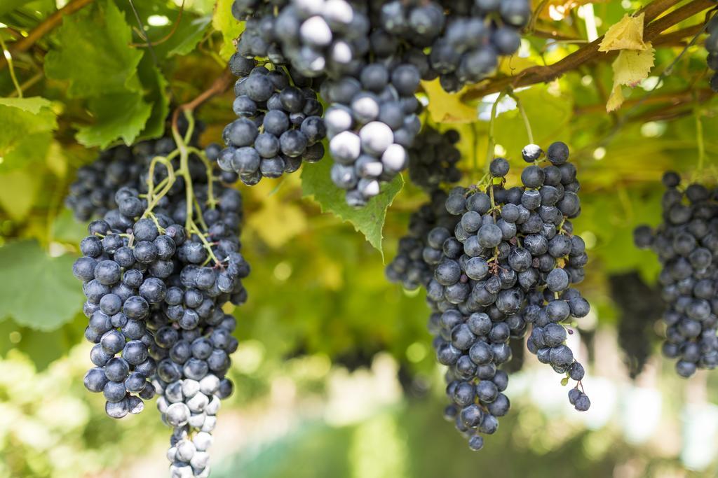 Hotel Weingut Innerleiterhof 첸나 외부 사진